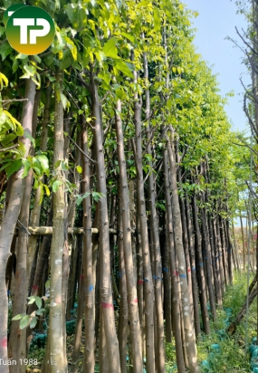 Cây sao đen công trình