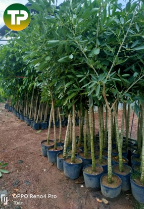 Cây chuông vàng công trình