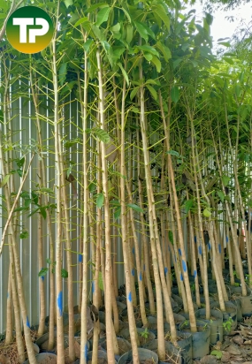 Cây kèn hồng công trình