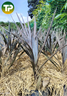 Cây kè bạc công trình