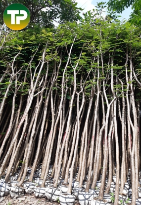 Cây lim xẹt (phượng vàng) công trình