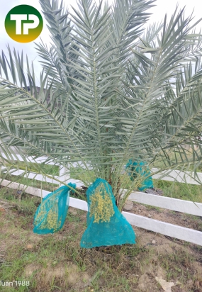 Cây chà là thái công trình