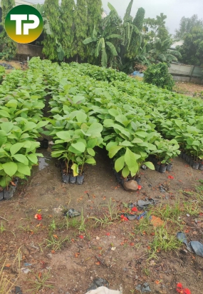 Cây gỗ tếch (giá tỵ) giống 