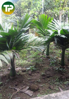 Cây câu hương lùn 