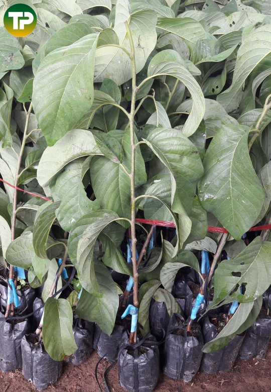 Mảng cầu na thái, na thái 