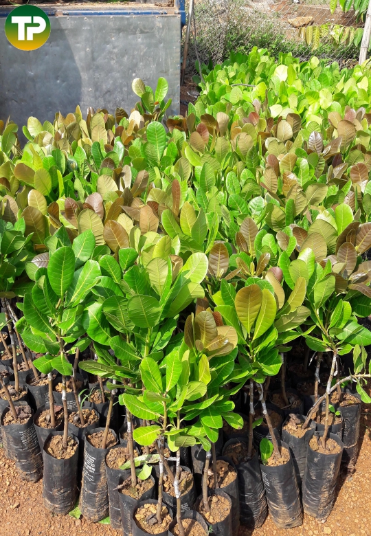 Cây Điều ghép giống PN 1