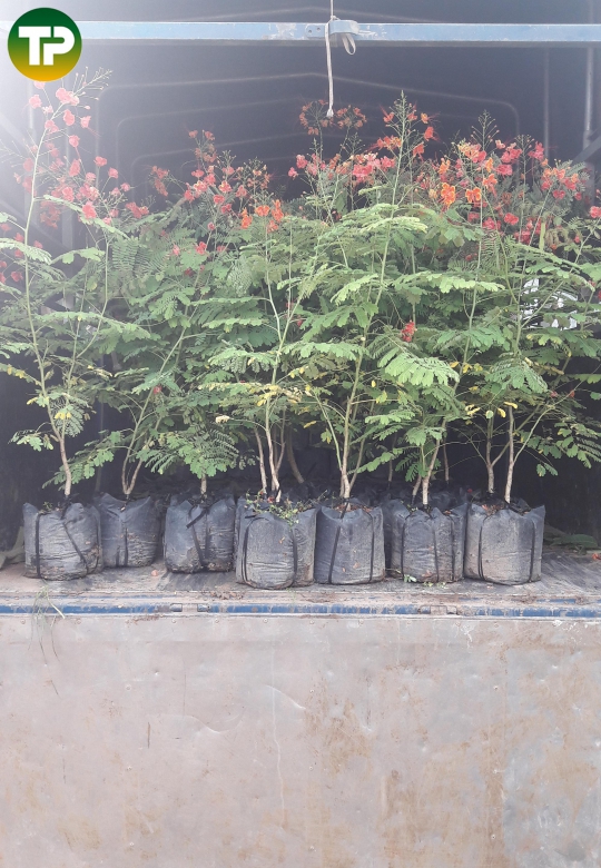 Cây điệp cúng, điệp bông đỏ