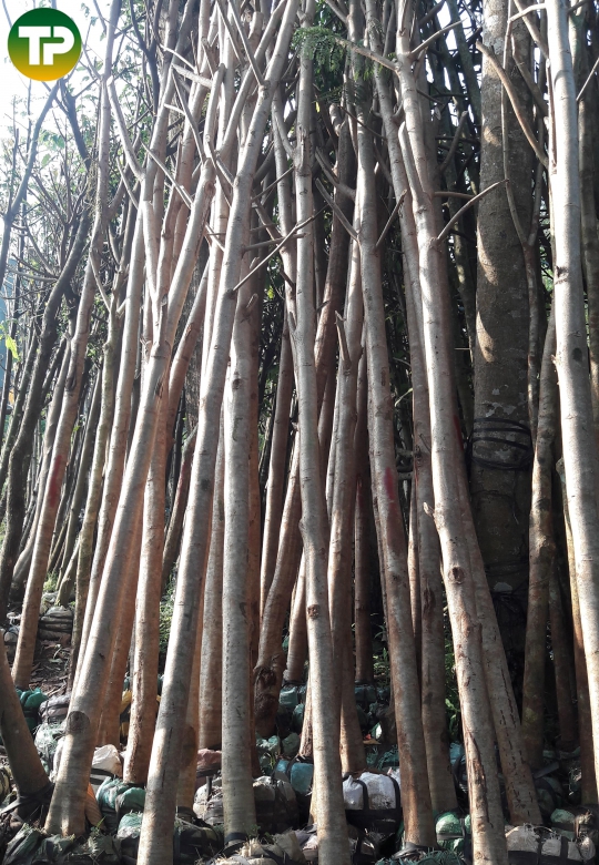 Cây Phượng Vĩ