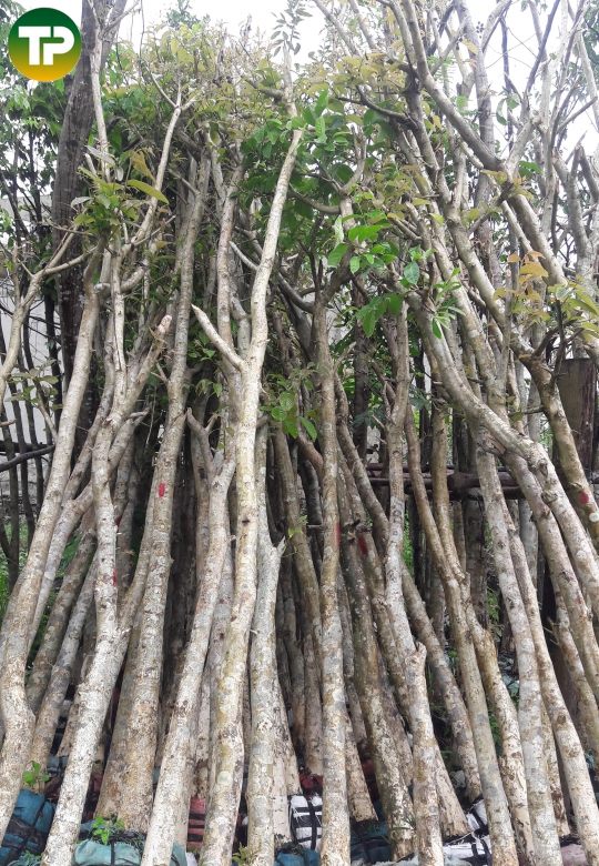 cây bằng lăng tím, cây công trình