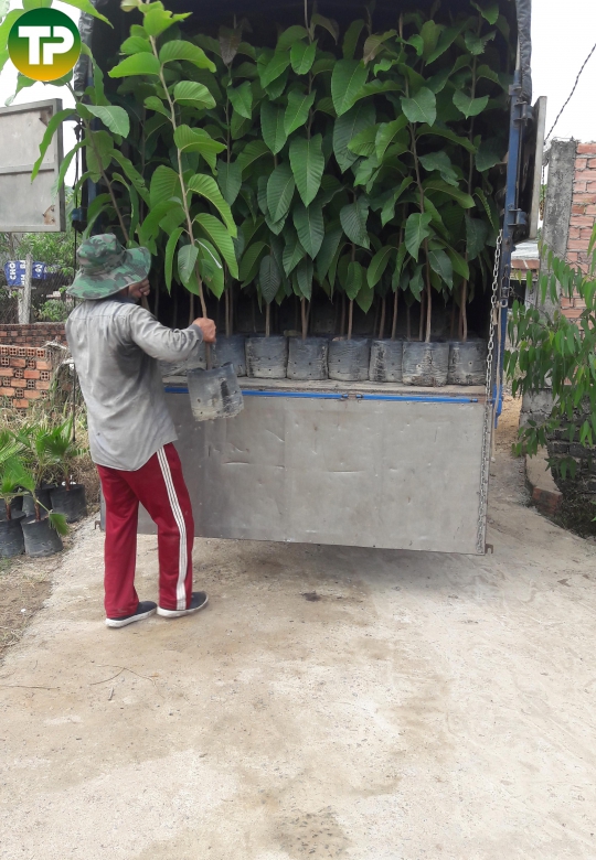Cây dầu rái 2m
