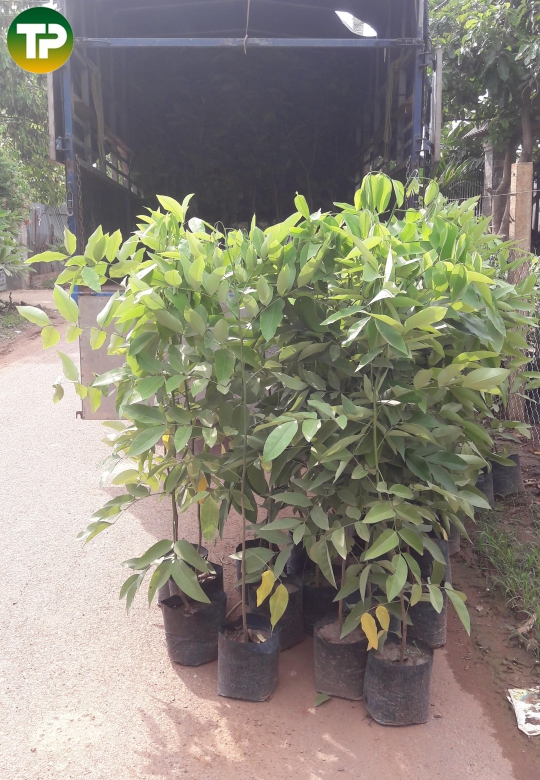  Bò cạp vàng 