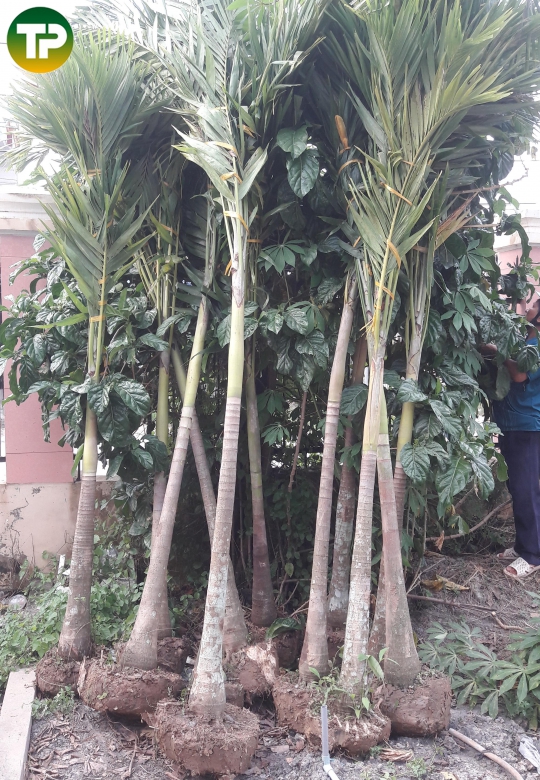 Cau bụng trắng , cau bẹ trắng