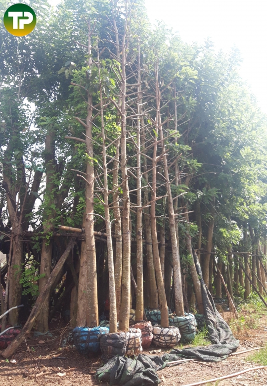 Dầu rái đk 15cm