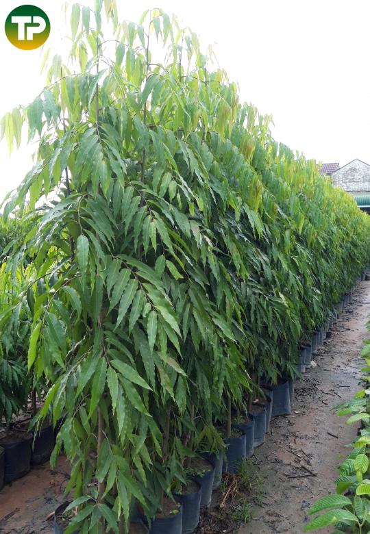 Cây hoàng nam 2m5