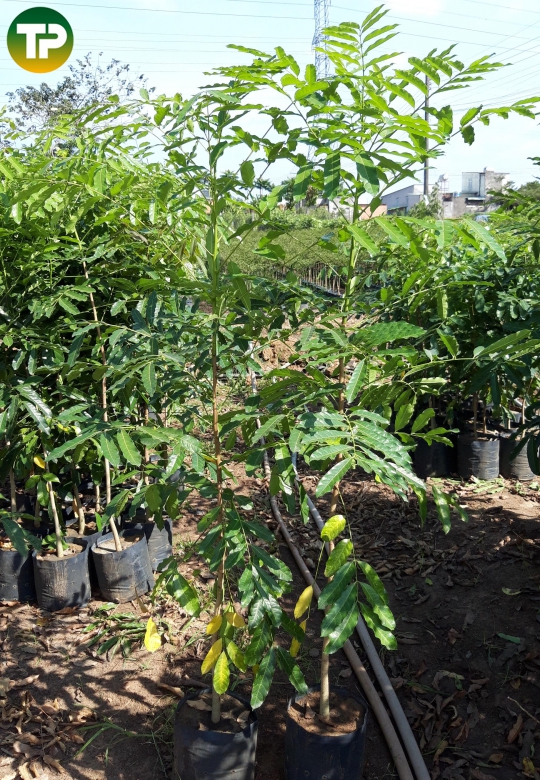  Cây Xà cừ giống