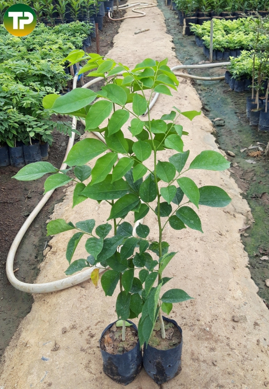Cây giáng hương, giáng hương đuôi cong