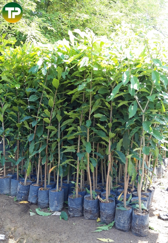 Cây lộc vừng giống