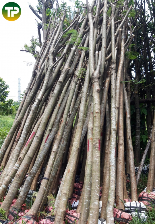 Phượng vĩ