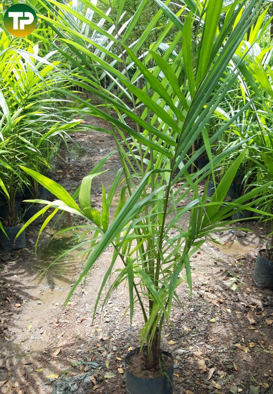 Cọ dầu giống