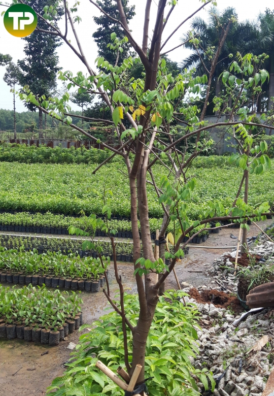 Khế chua đường kính 10cm
