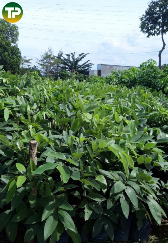 Cây Osaka Giống