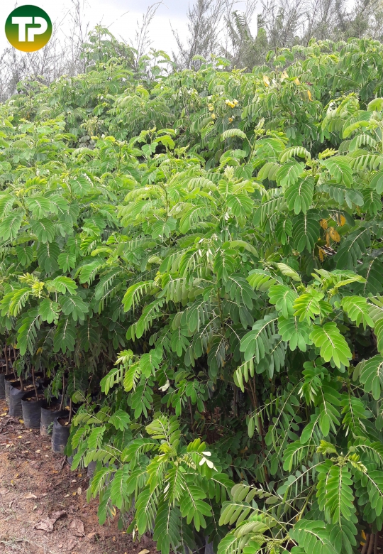 Cây điệp vàng, muồng bông vàng