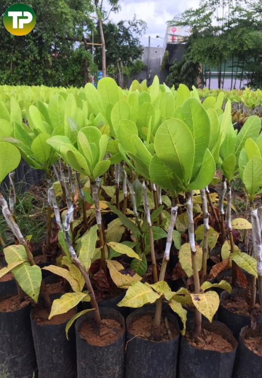 cây điều thái AB 29