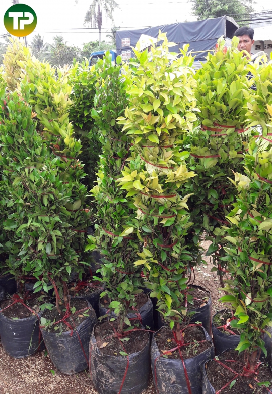 Cây hồng lộc, cây công trình
