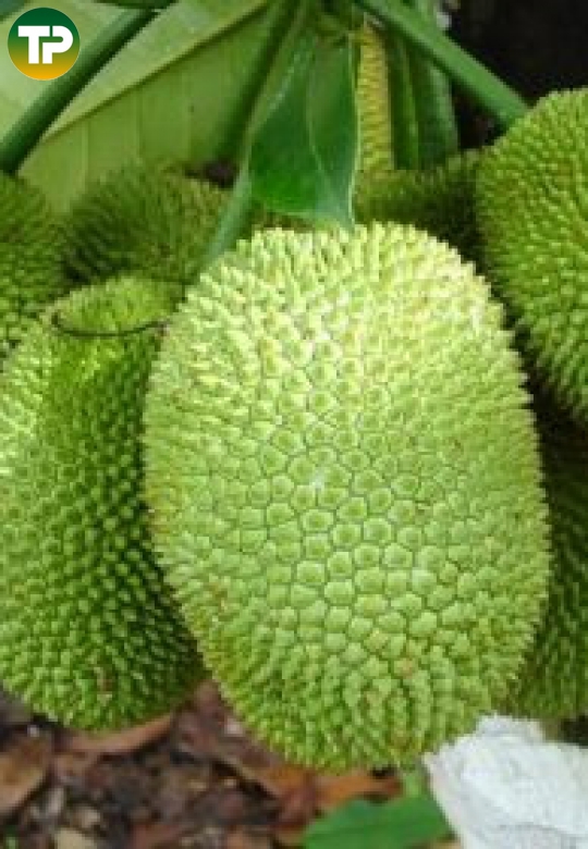  mít tố nữ