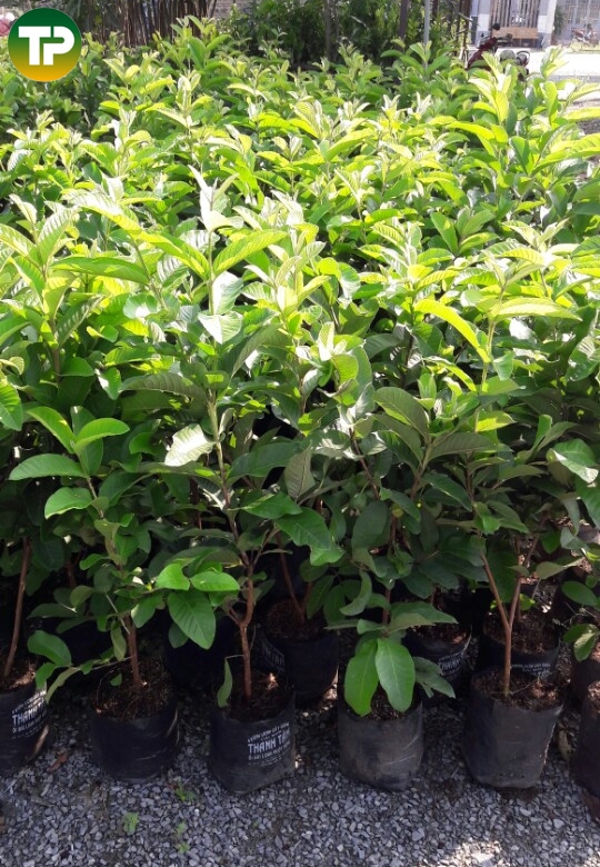 cây ổi lê ruột hồng