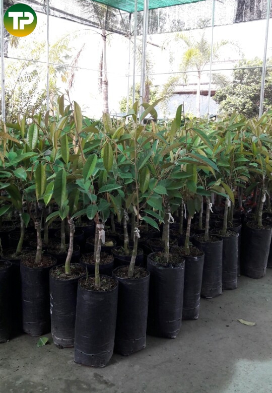 cây sầu riêng thái 