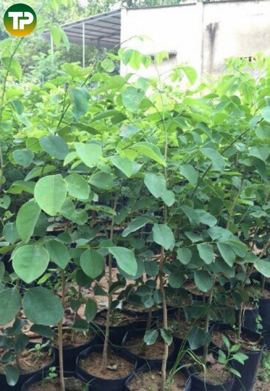 Cây trắc giống 