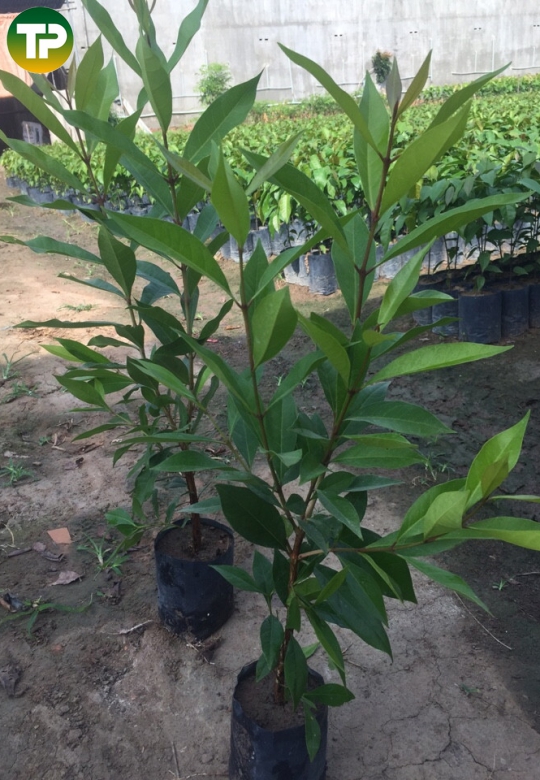 cây giống vối nếp