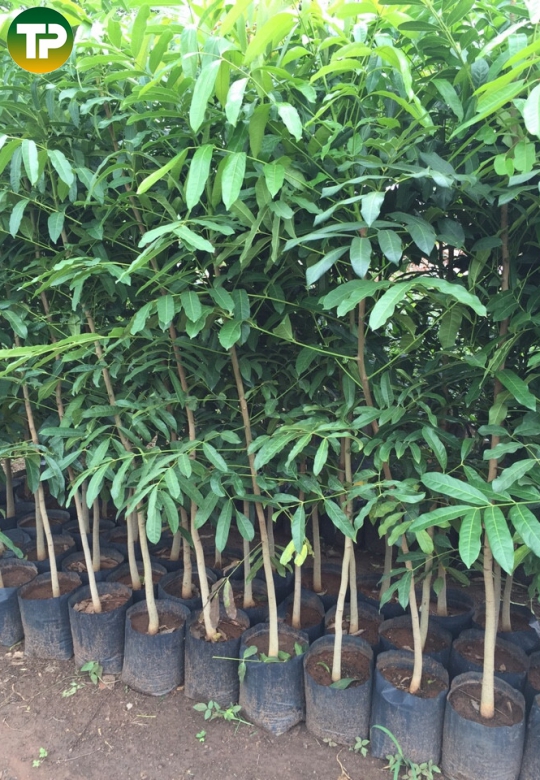 cây xà cừ