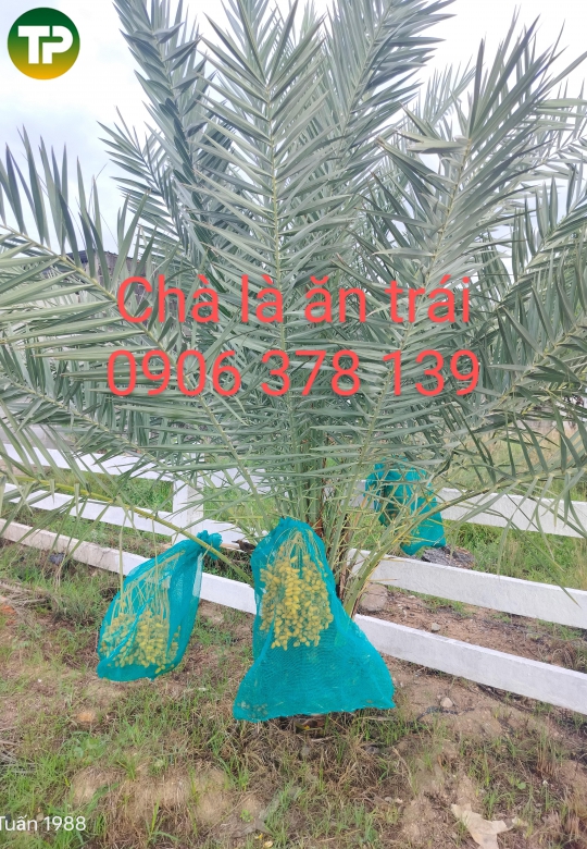 Cây Chà là giống