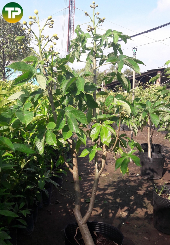  Mai hà lan, mai nhật