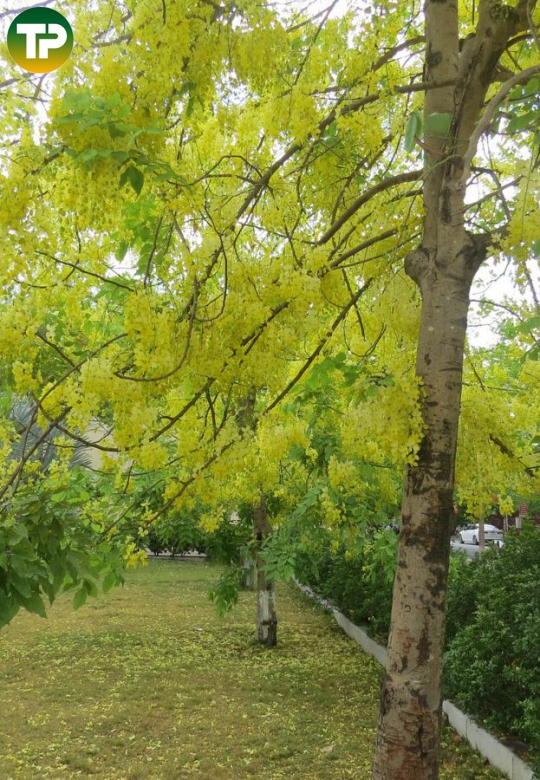 cây ôsaka vàng , muồng hoàng yến