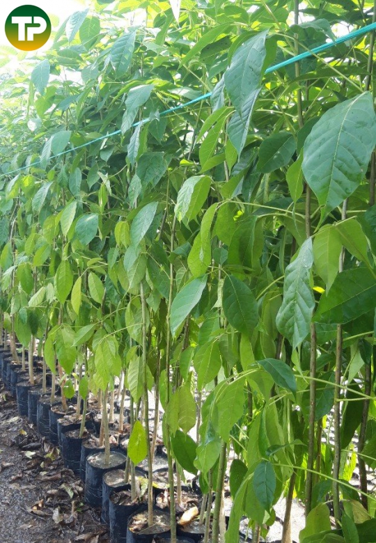 Cây kèn hồng giống