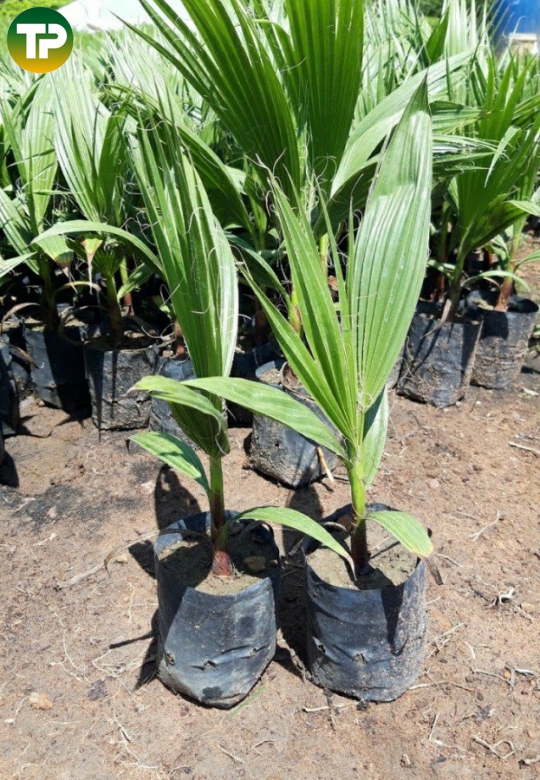 Cây Kè Mỹ giống