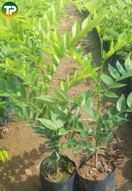 cây sưa đỏ giống