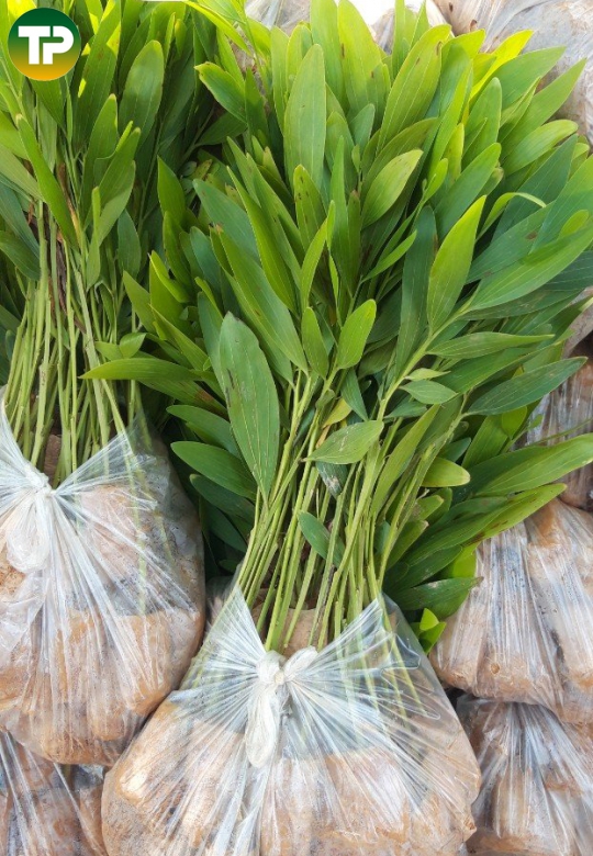 cây tràm hom (cây keo lai)