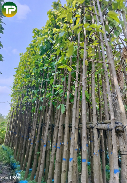 Cây dầu rái công trình