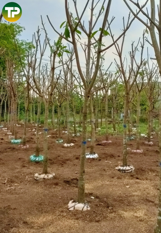 Cây lộc vừng công trình