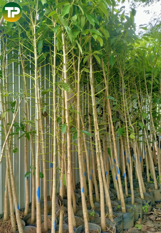 Cây kèn hồng công trình