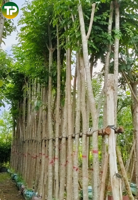 Cây giáng hương công trình
