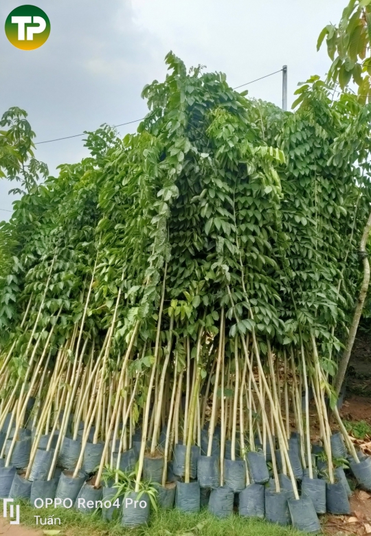 Cây giáng hương công trình