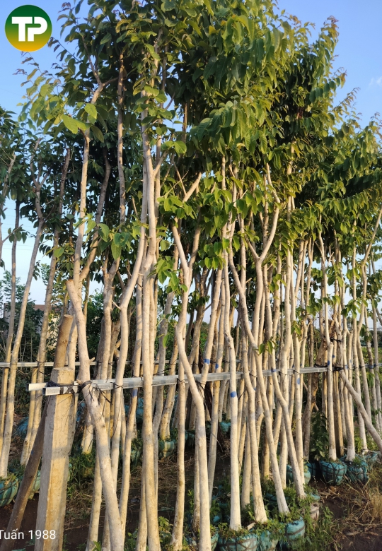 Cây bằng lăng tím công trình
