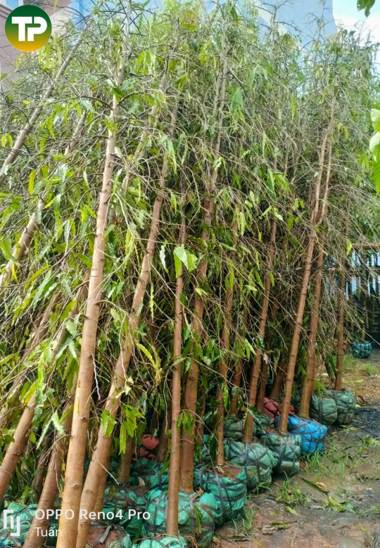 Cây hoàng nam công trình