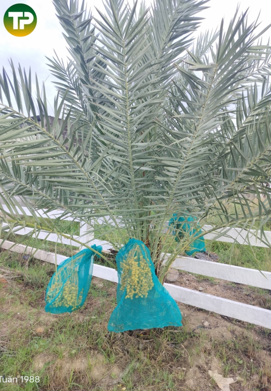 Cây chà là thái công trình